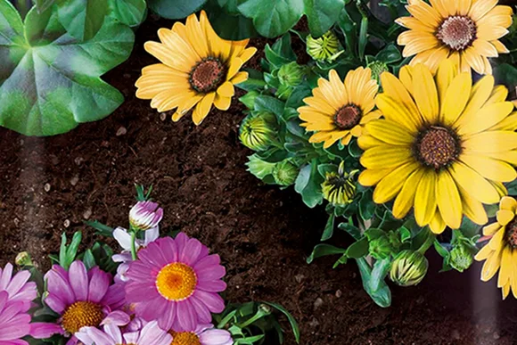 Gelbe und lila Blumen in der Erde